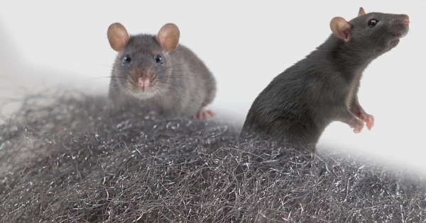 Staalwol als alternatief voor purschuim tegen muizen