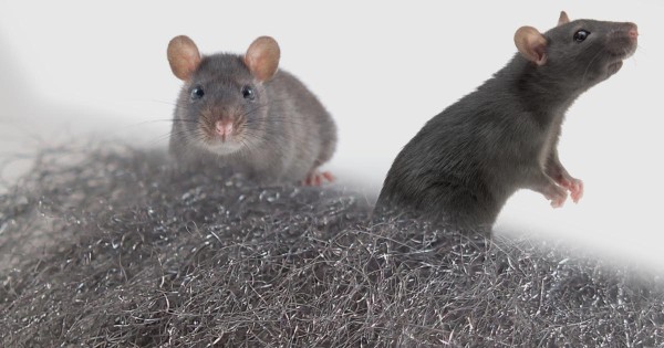 Interdire le poison à souris et la mort aux rats. Utilisez de la laine d'acier comme alternative