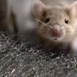 Muizen & ratten weren